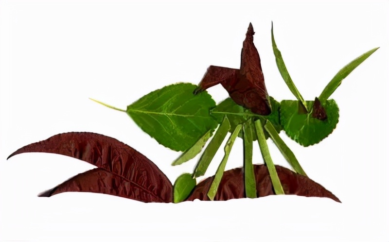 有多少种各种各样的小动物呢,用落叶做可爱的小动物