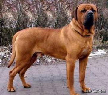 金毛禁养犬名单曲靖,曲靖麒麟区城区养犬标准规定