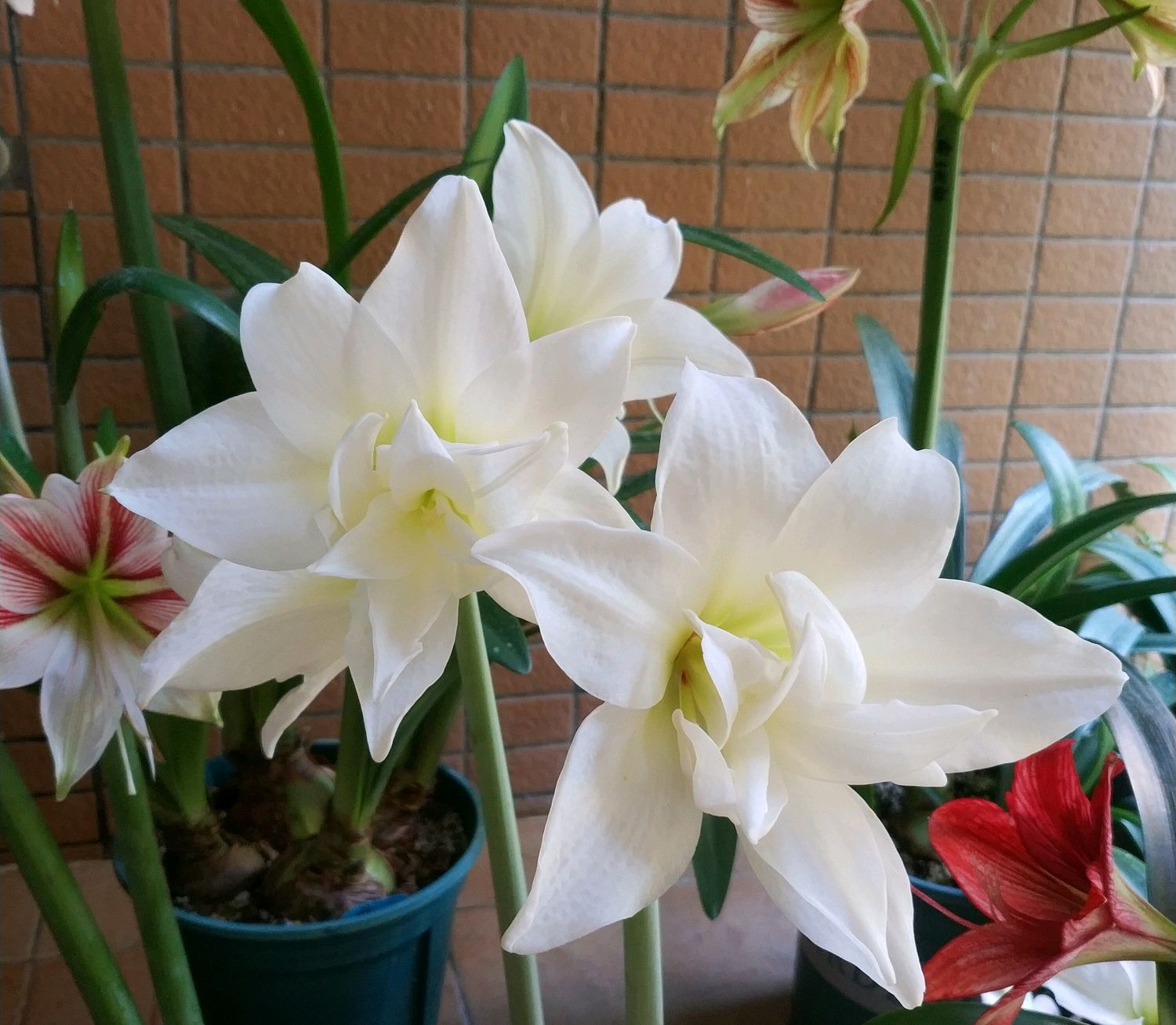 离开武汉三个月没种下的朱顶红包裹居然开花了，花友们讨论激烈