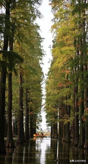2018年冬天扬州赏花攻略,扬州11月秋景打卡地