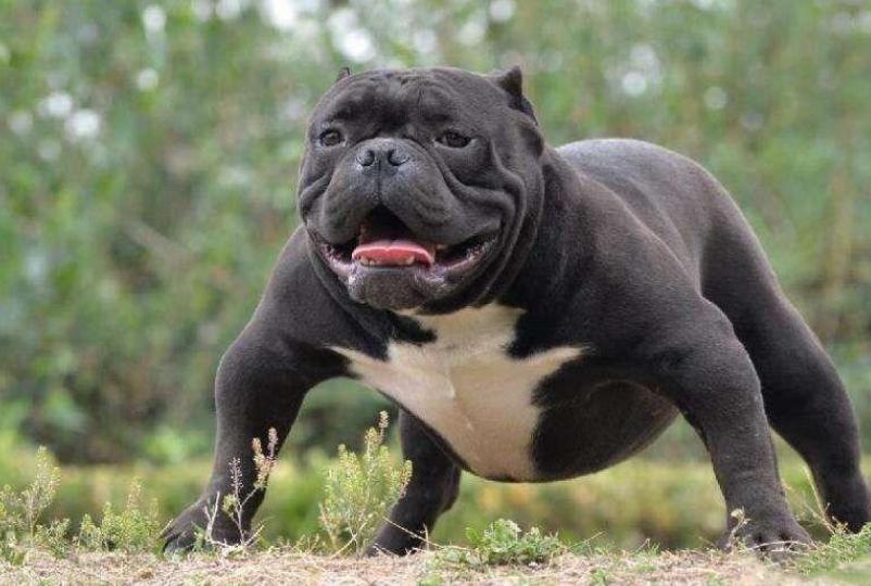 什么狗比较霸气又比较好养,最受欢迎的10种狗你认识几种