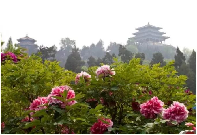 北京动物园周边旅游,北京景山公园旅游景点大全