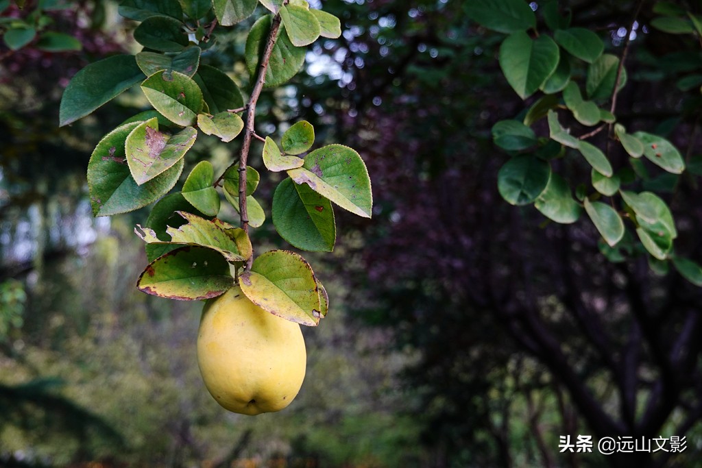 索尼黑卡二怎么拍,索尼黑卡2大光圈拍视频