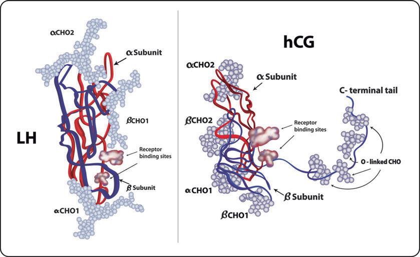 塞洋葱、尿淋麦子，古代人验孕花样，甚至把青蛙整灭绝了？