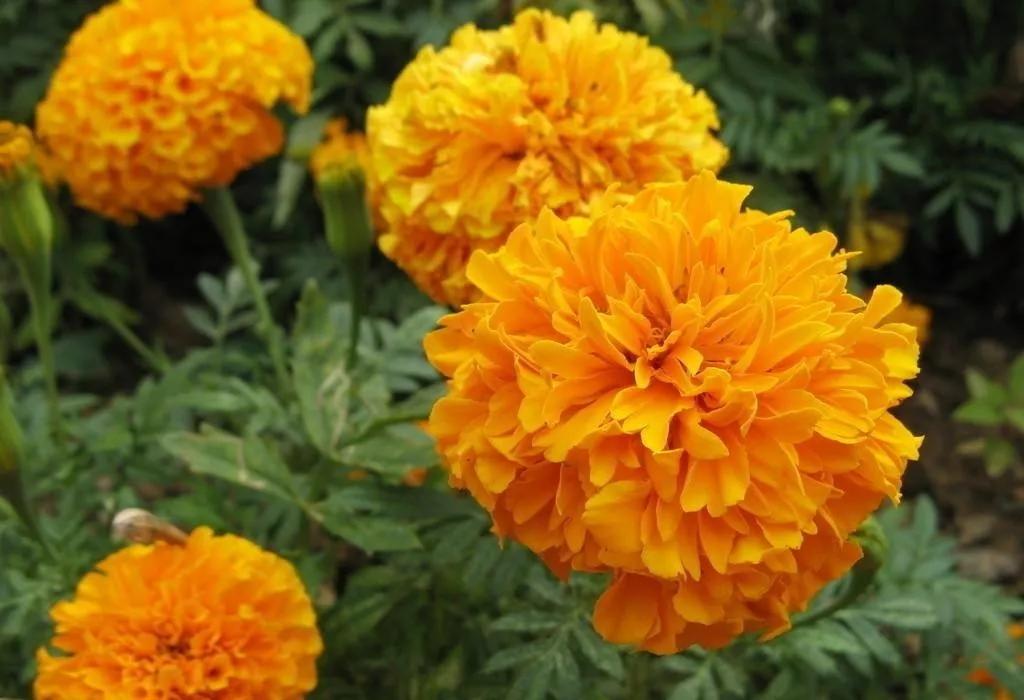 20种常见的菊科植物有哪些,哪些菊科植物好养