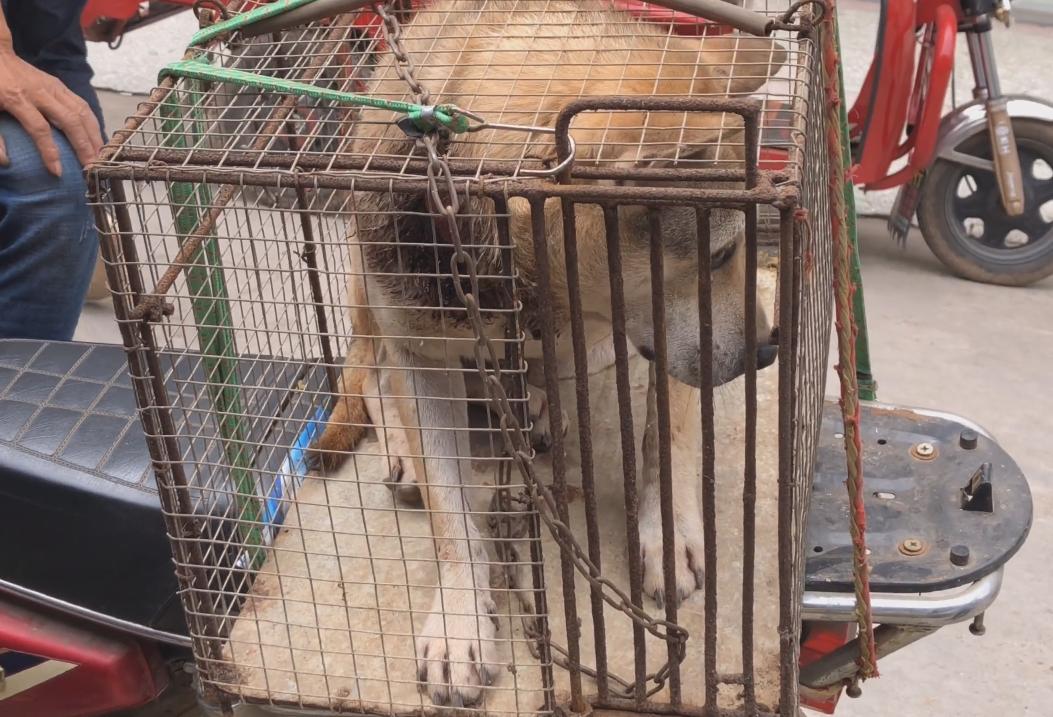 把价值5000的狗当肉狗卖掉,宠物被当肉狗卖