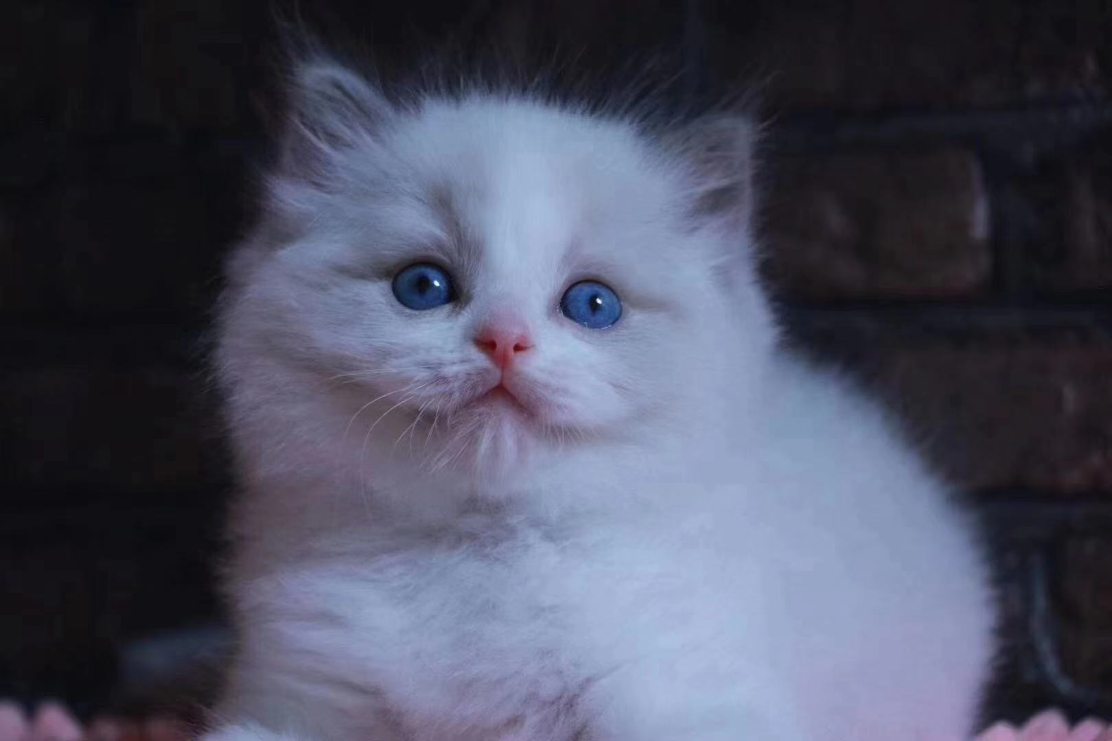 禁养猫名单布偶,养猫不封窗布偶