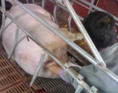 因饲料问题导致的“母猪三大疾病”，如何快速治疗和特效预防