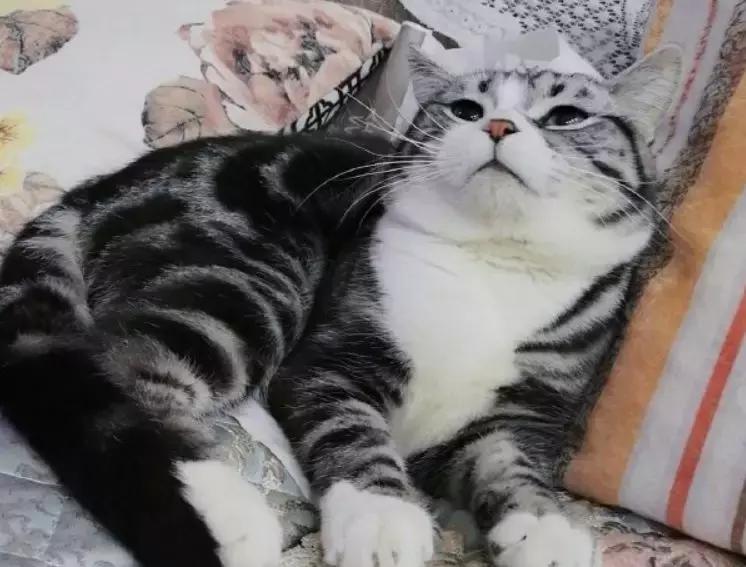 芝士为什么能顶住猫,最近网上说一片芝士就能封印猫咪