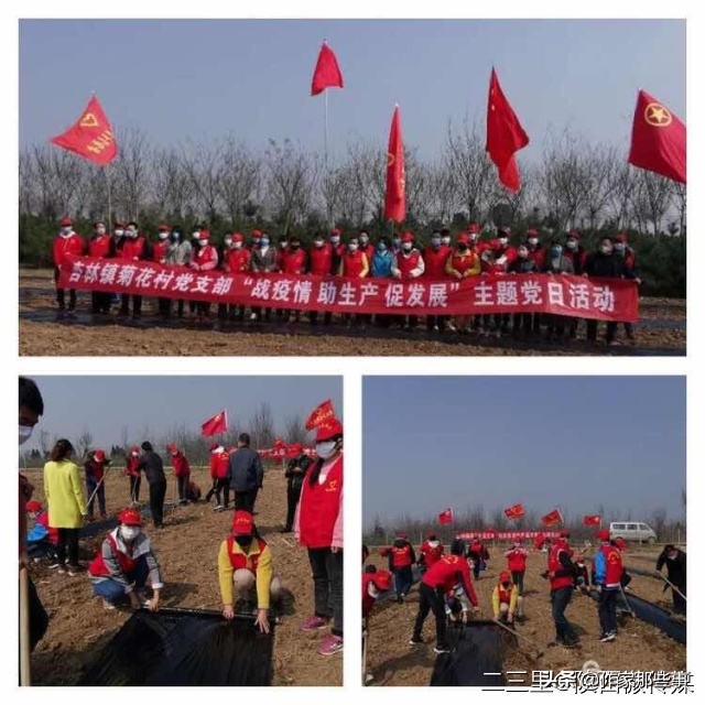 扶风杏林菊花村,宝鸡扶风杏林菊花村