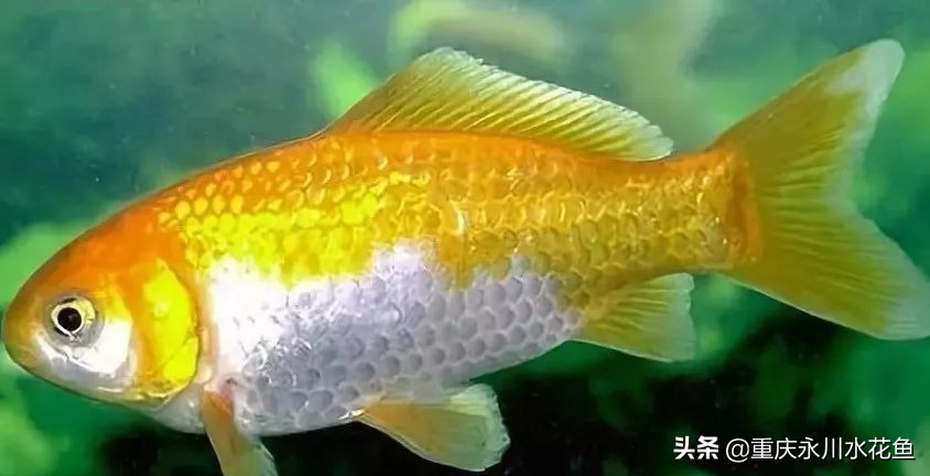十大最好看的观赏鱼,观赏鱼100种形态
