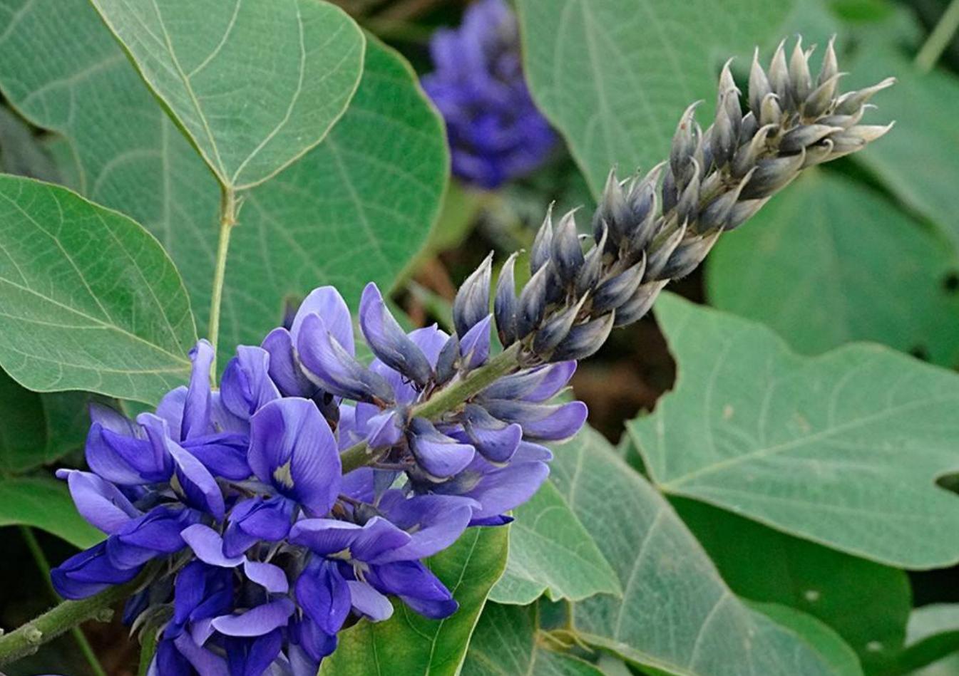 葛根在哪些国家泛滥成灾,在美国泛滥成灾的葛根