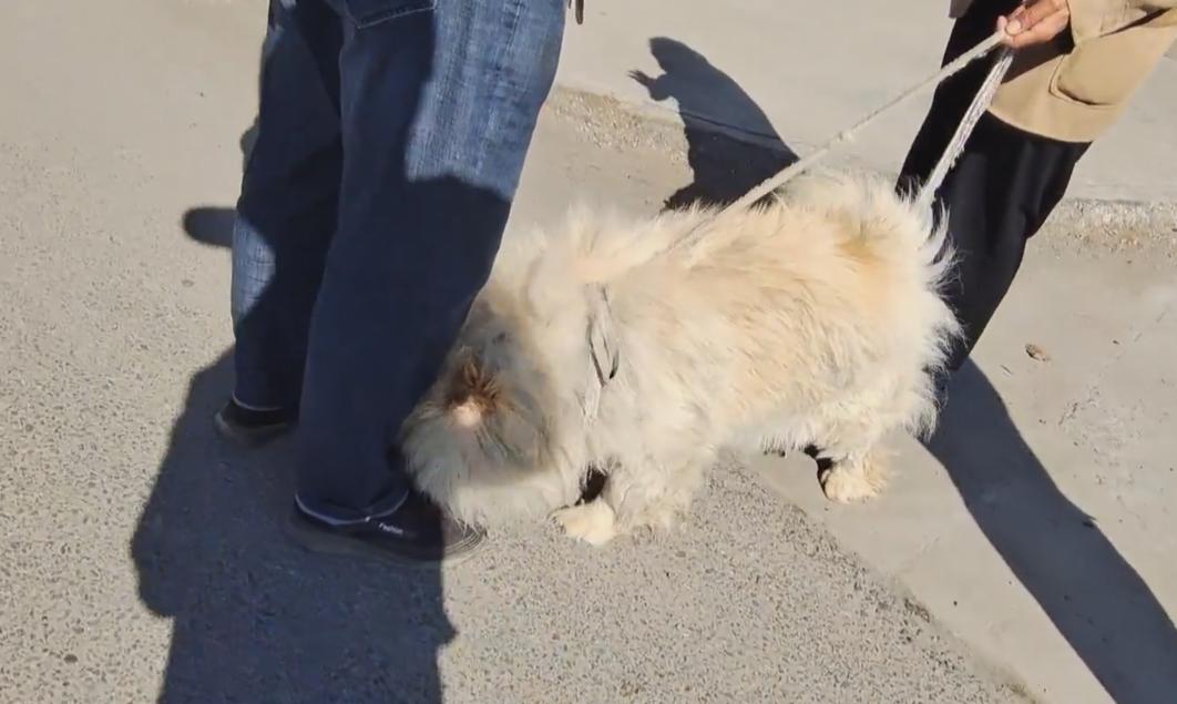 松狮被卖到狗肉馆,河南黑心狗贩子