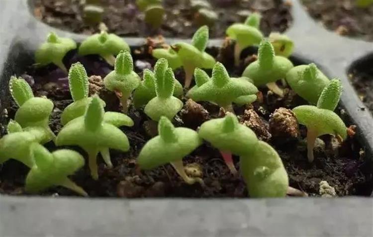 泥炭土发霉长毛,多肉土上发霉是怎么回事