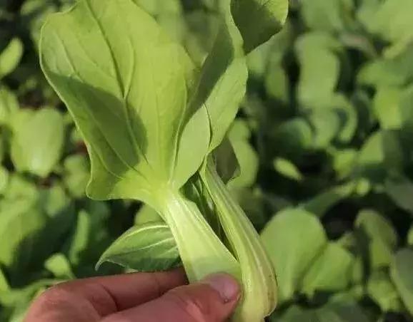 2020最赚钱农业项目,6个适合农村赚钱致富的好项目