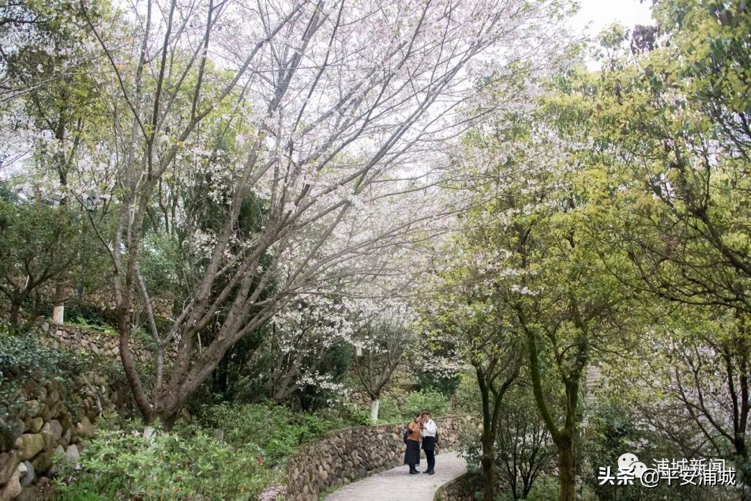 福建浦城樱花园,浦城樱花