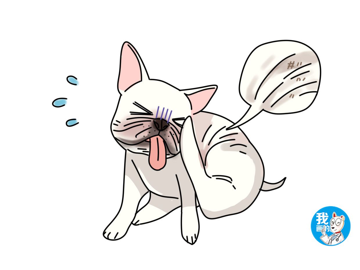 法斗犬好养吗怎么养,饲养小型犬最容易出现的几个问题