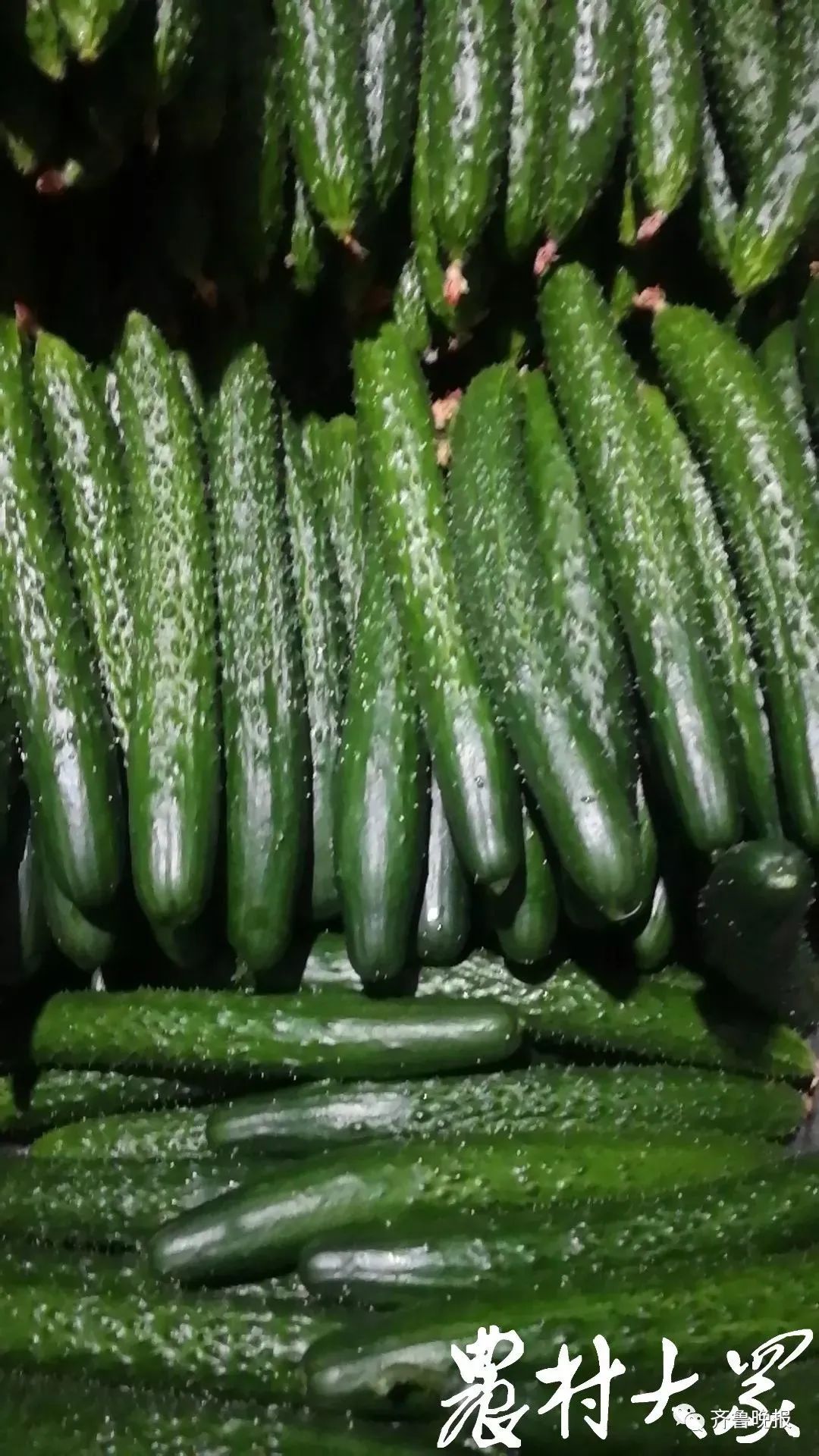 一天能供应武汉2000吨菜!这个地方种菜为什么这么牛?