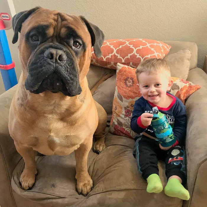 狗狗叼着玩具哼哼唧唧表示什么,狗狗把玩具叼过来却不给主人玩