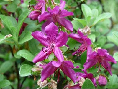 怎样养杜鹃花开的更旺,杜鹃花盆景怎么养护才能长得旺盛