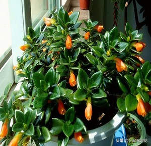 金鱼吊兰怎么养才能长得更茂盛,金鱼吊兰怎样养才能养得更茂盛