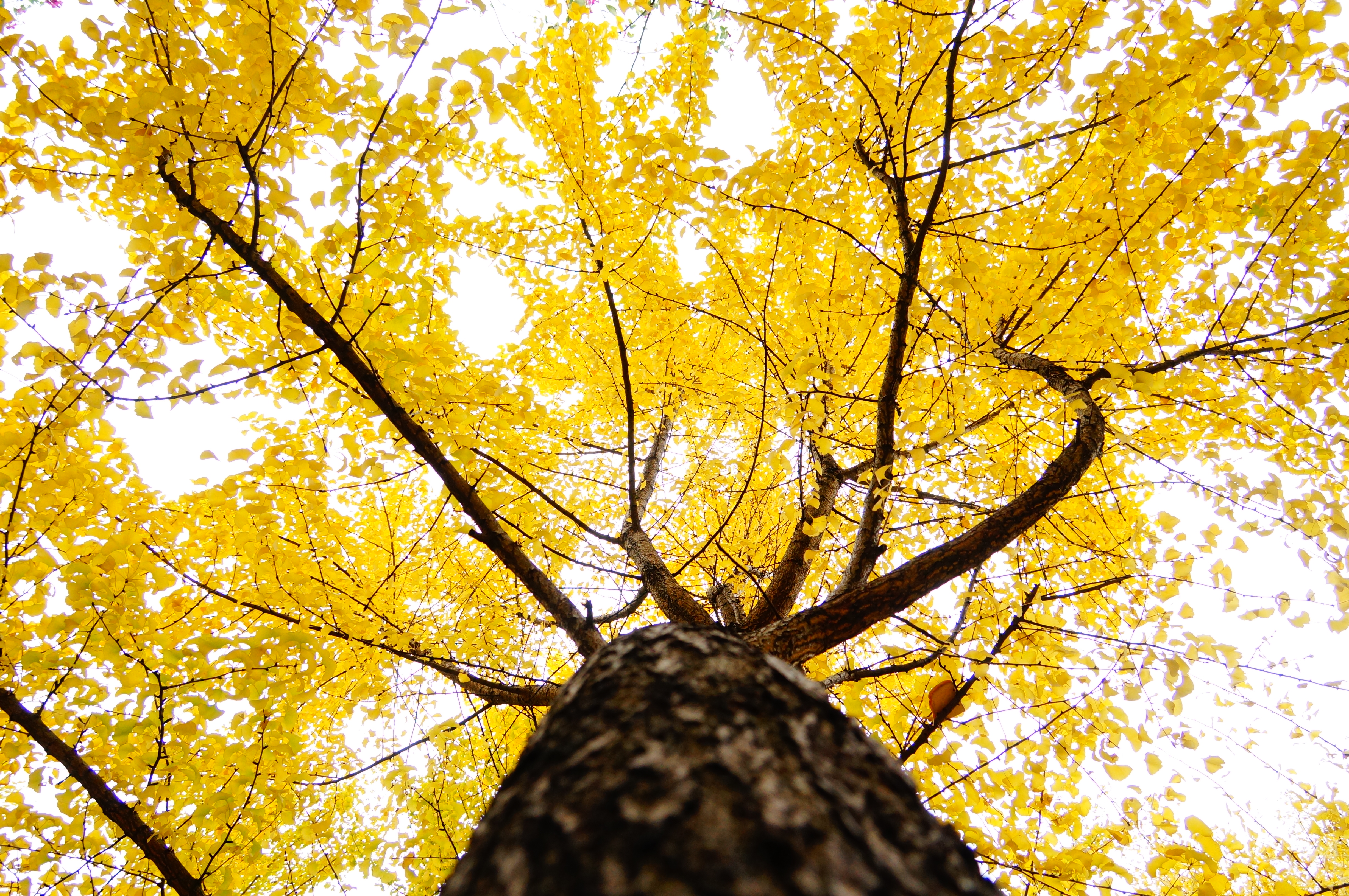 柳州的柳侯公园景色,柳州的秋天美景