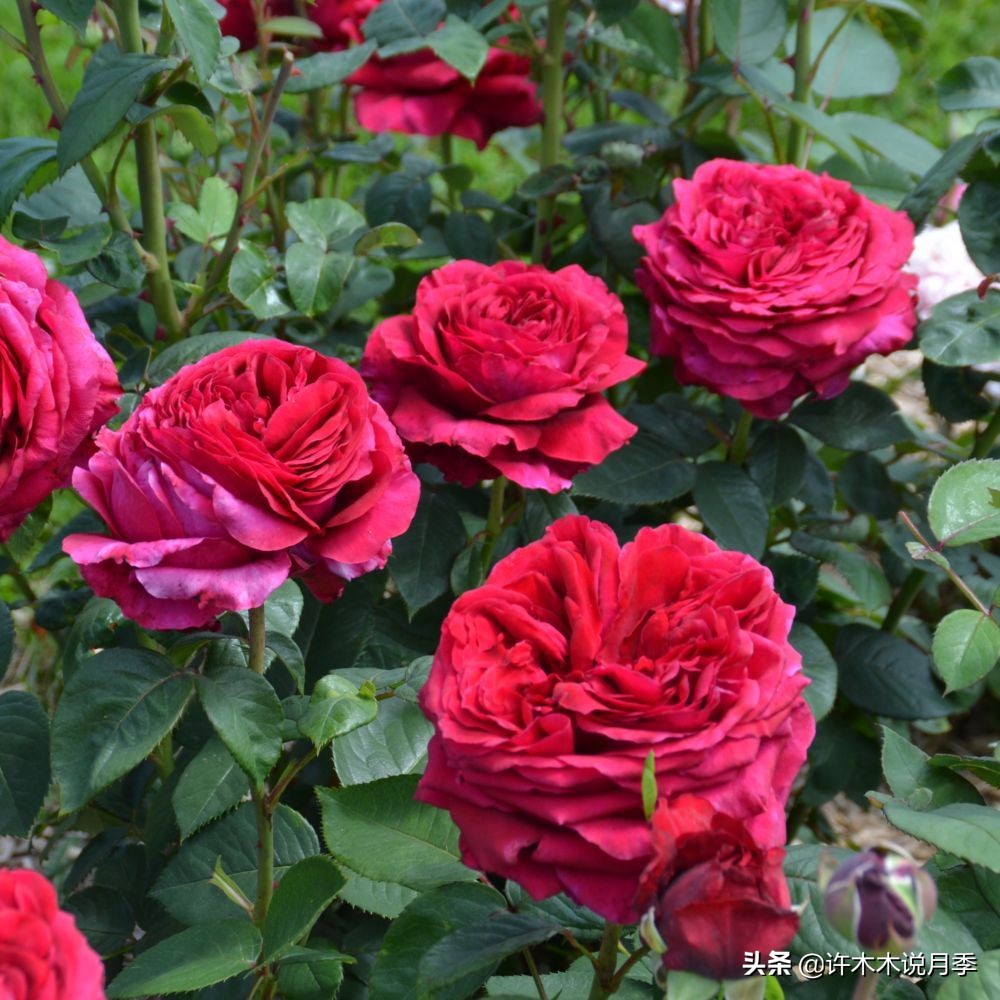 大花月季名贵月季十大品种,月季大花浓香好养的品种