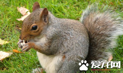 松鼠有病了喂感冒冲剂行吗,松鼠打喷嚏怎么回事