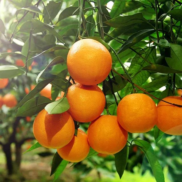 副区长带货苹果,副区长带货