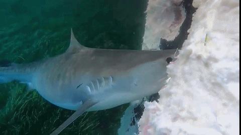 昆士兰座头鲸死亡,澳大利亚鲸鱼死亡36头