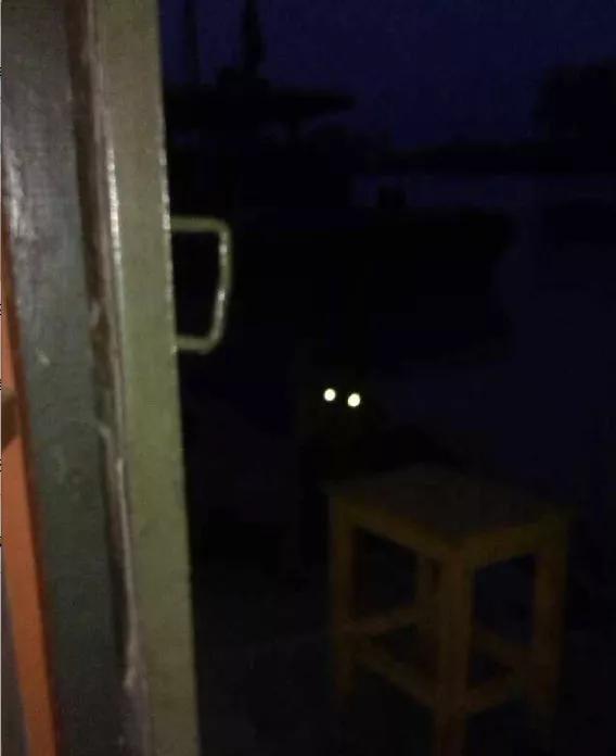 养狗是黑的好还是黄的好,养狗黑狗好吗