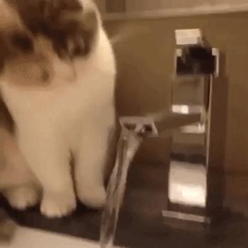 矿泉水要烧开给猫咪喝吗,猫咪纯净水需要烧开给猫咪喝吗