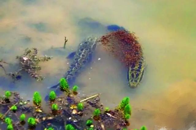 黑鱼钓起来怎么样不会死,黑鱼钓起来手感如何