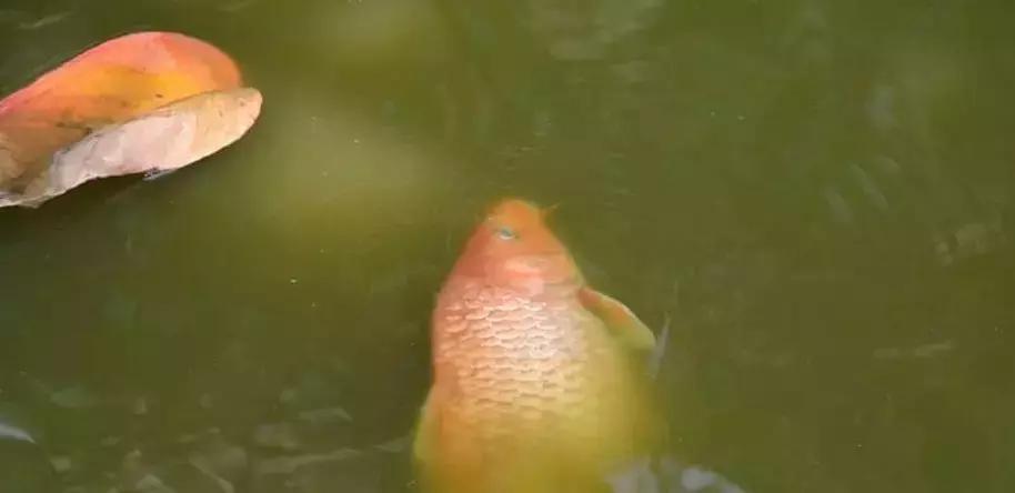 缅甸多地创下高温纪录,极端最高温度40度