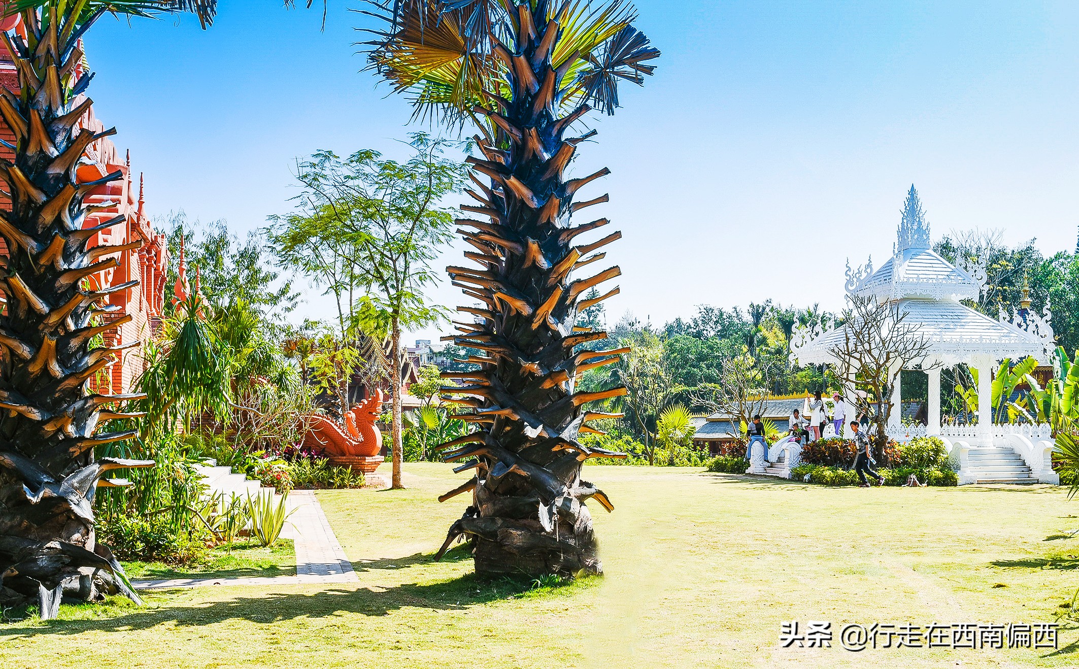 西双版纳五树六花景点,西双版纳都有哪些开花的树