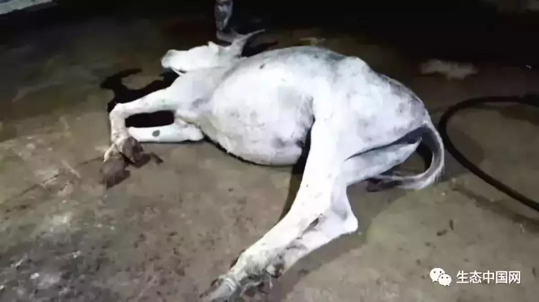 浼犺涓殑闃胯兌,閭d簺琚璇濈殑闃胯兌