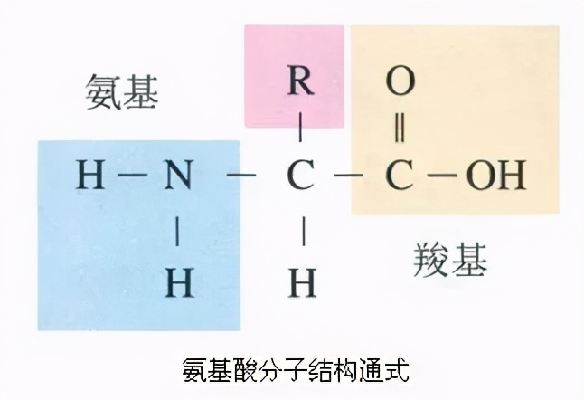 氨基酸是什么功效与作用及副作用,氨基酸有什么含义