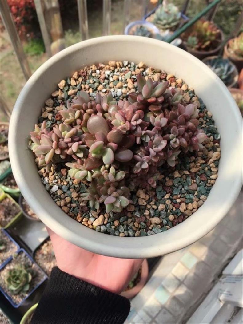 多肉不小心淋了肥水补救方法,多肉不小心淋了雨怎么补救