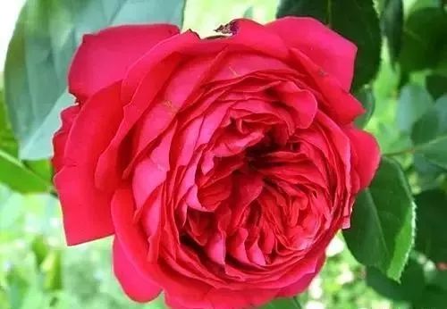 一万年一次的2020520；一起认识100种玫瑰~别送错啊