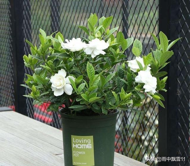 栀子黄叶怎么补救最快方法,栀子叶片发黄是什么原因引起的