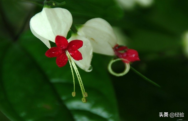 龙吐珠开花前的征兆,龙吐珠几月开花最好