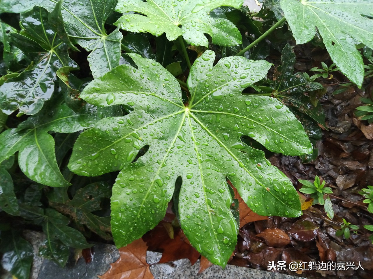 破壁机进水之后自己转,魅蓝手机变砖