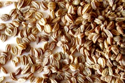 高温天气芹菜种子如何催芽,芹菜种子怎样催芽最快