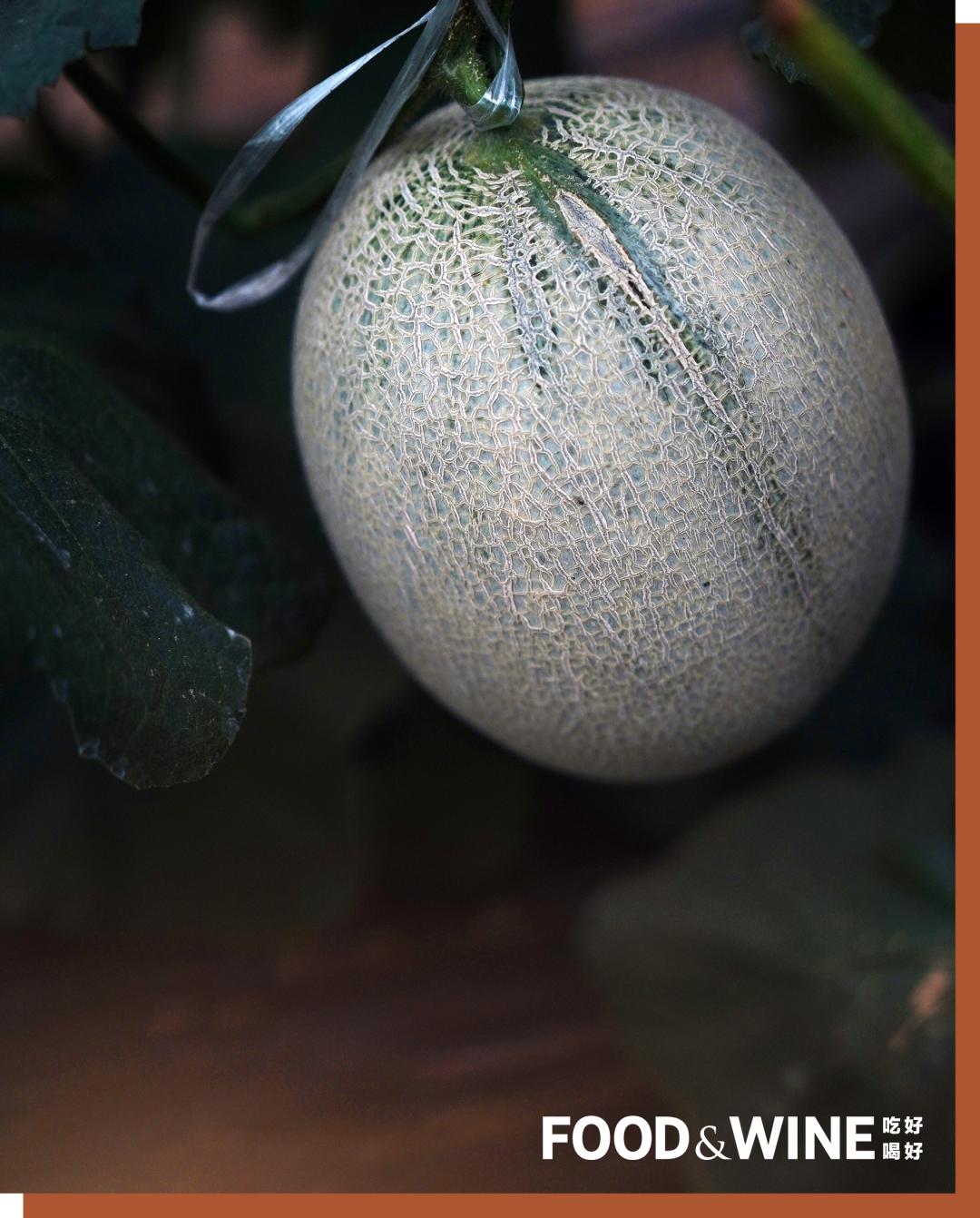 有机蔬菜需要了解哪一些,有机蔬菜基础知识