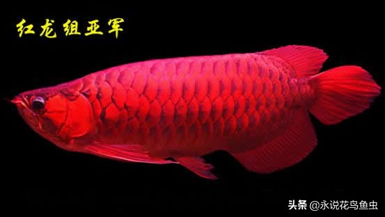 观赏龙鱼图片欣赏,观赏鱼欣赏龙鱼