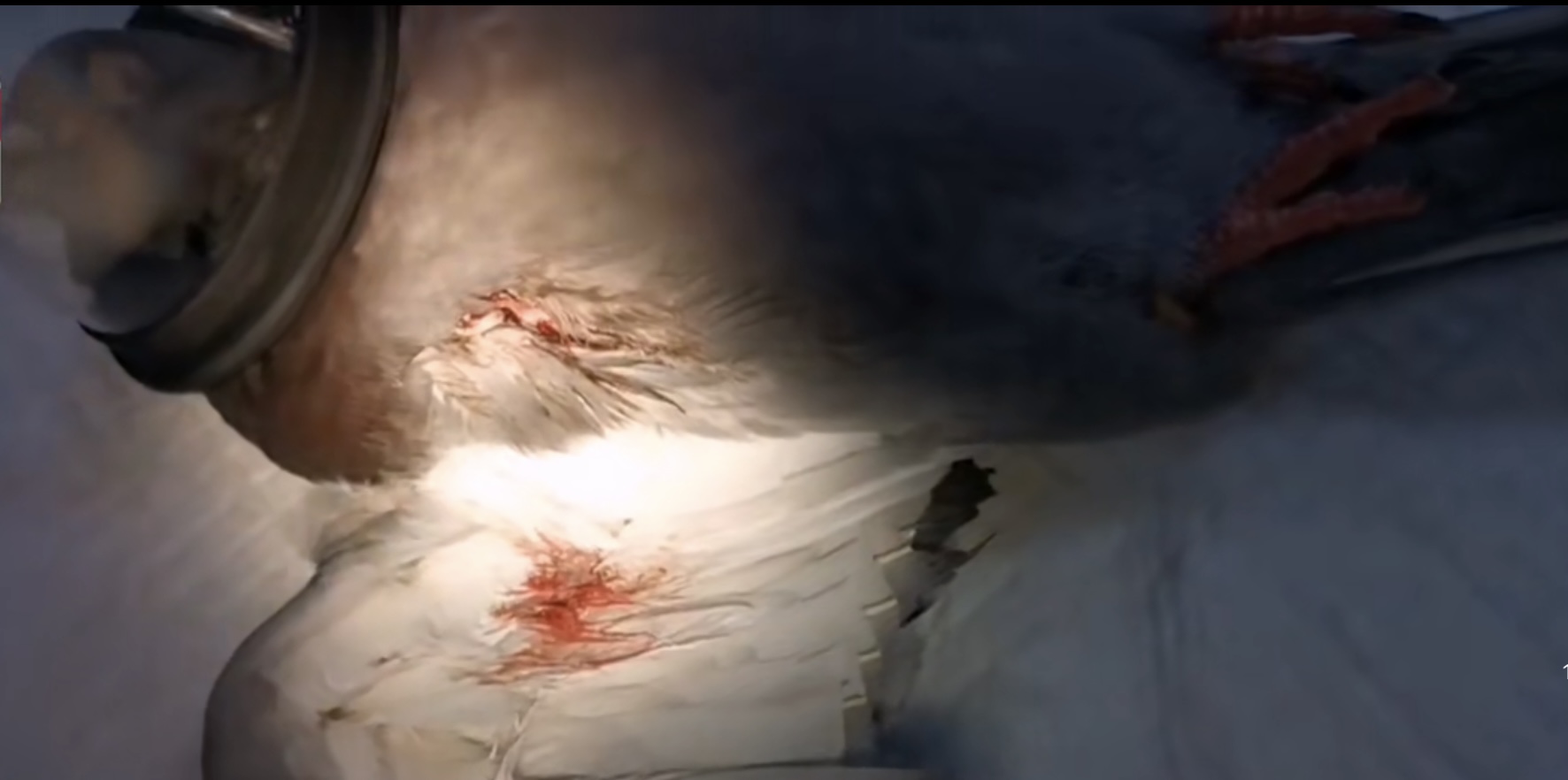 小鸟受伤怎么救治,小鸟受伤了怎么给自己治病