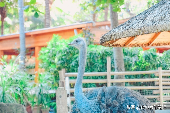 进出景区排队3个小时,岛上物价高上天,这的游客还是多的挤破头