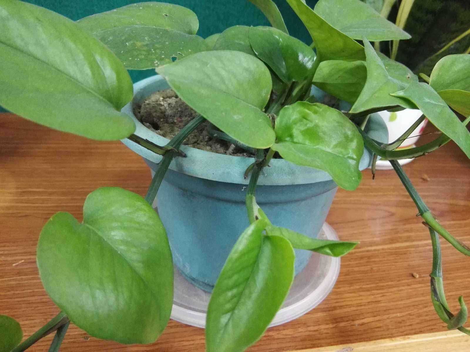 绿萝怎么一直出现黄叶,绿萝黄叶是什么原因咋办