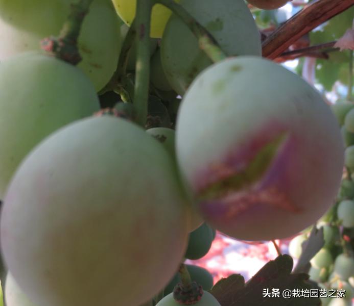 葡萄上色哪种最好,葡萄需要上色的有哪些品种