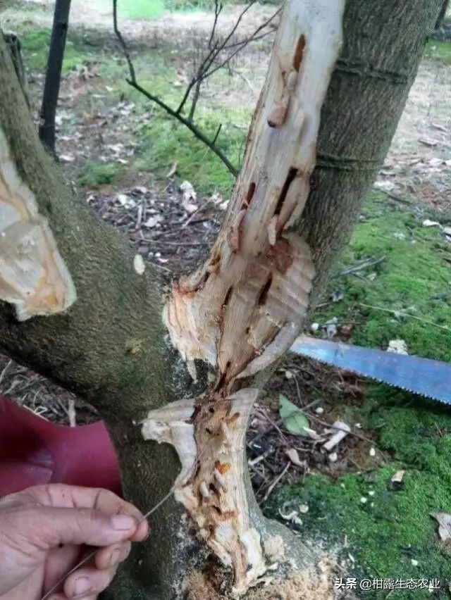 柑橘种植技术及病虫防治,种柑主要病虫害